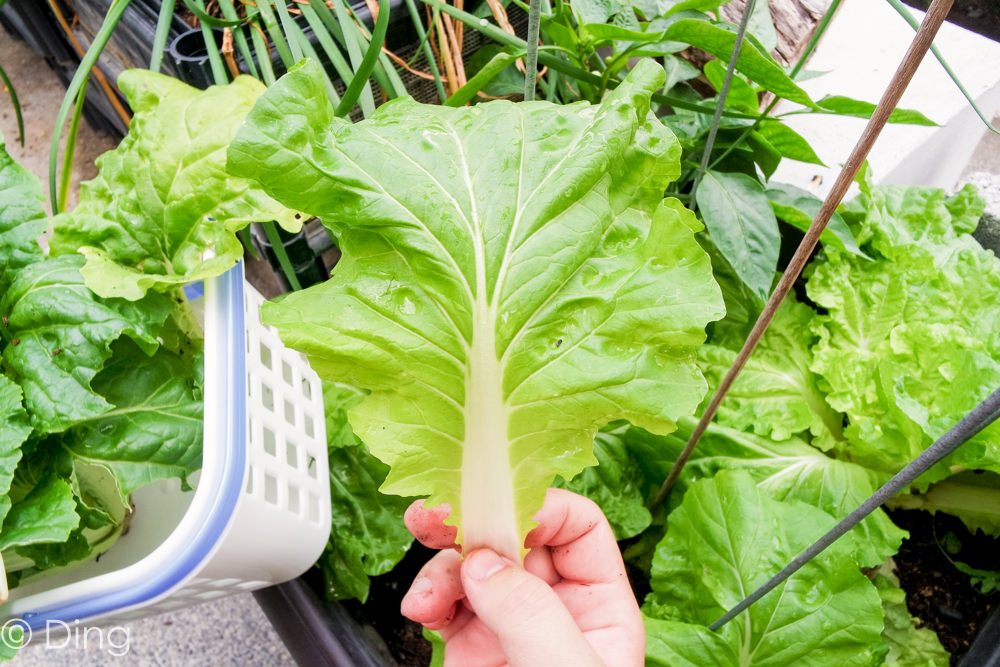彰化一日遊景點推薦 花壇鄉必吃新鮮蔬菜、海鮮的神農鍋物，還有必逛的北中南農產品串連的「新農匯神農物流市集」。