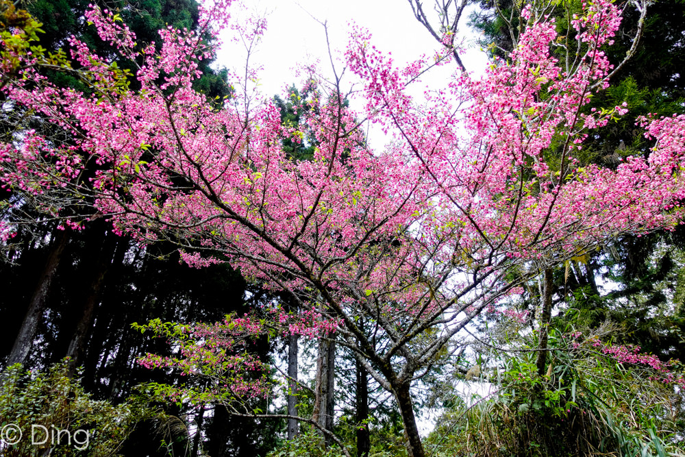 2020阿里山櫻花季懶人包 提供花季時間、阿里山花況、賞櫻路線、必看景點及交通方式攻略！