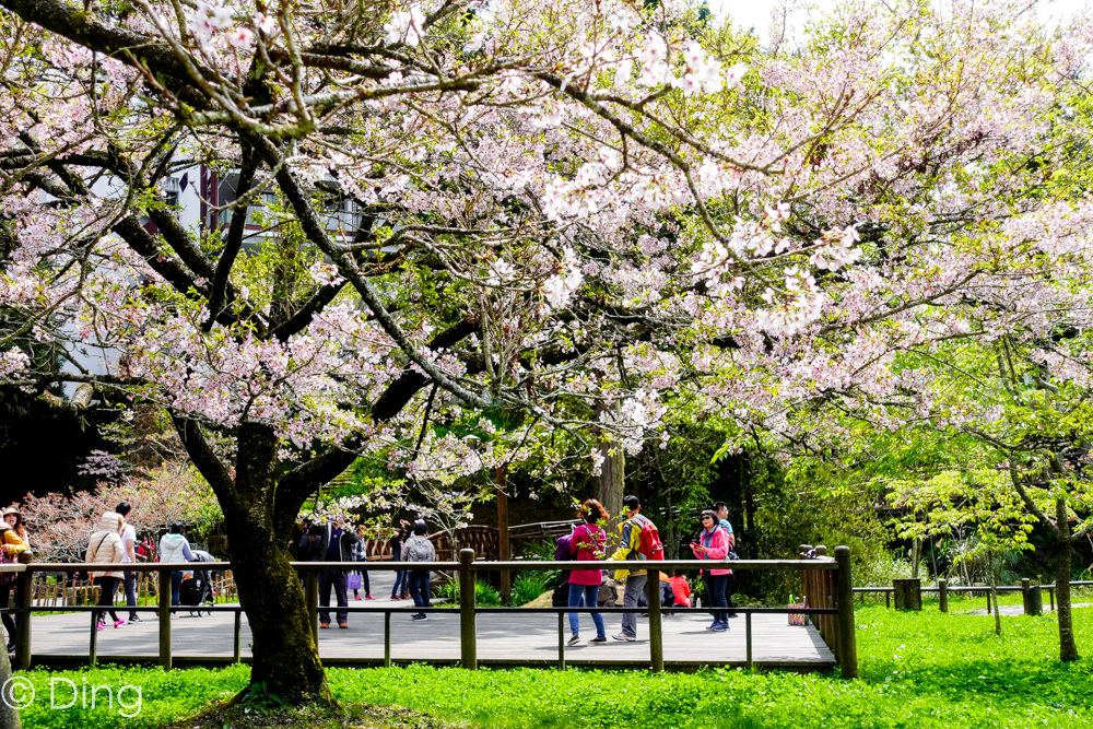 2020阿里山櫻花季懶人包 提供花季時間、阿里山花況、賞櫻路線、必看景點及交通方式攻略！