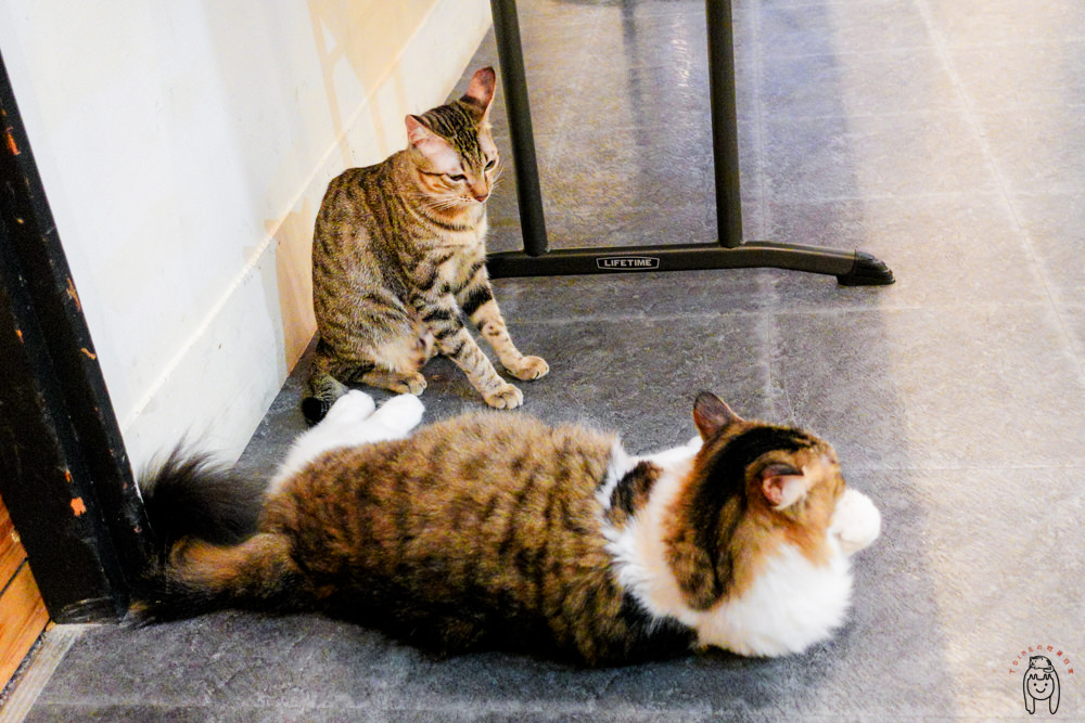 台南中西區餐廳 神農街「花食間手作」有七隻萌店貓，貓奴們會失心瘋，不限用餐時間，適合與三五好友一起聚餐。