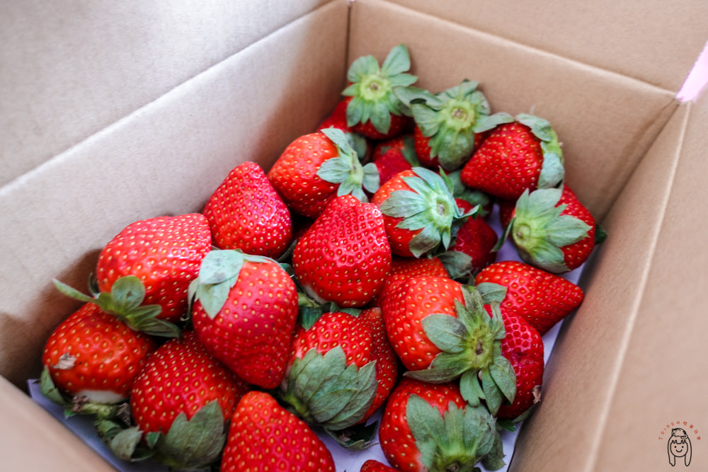 台南善化一日遊 美裕草莓園，趁草莓季過年去善化採草莓！還可以吃草莓冰淇淋、草莓香腸、草莓大福喔！