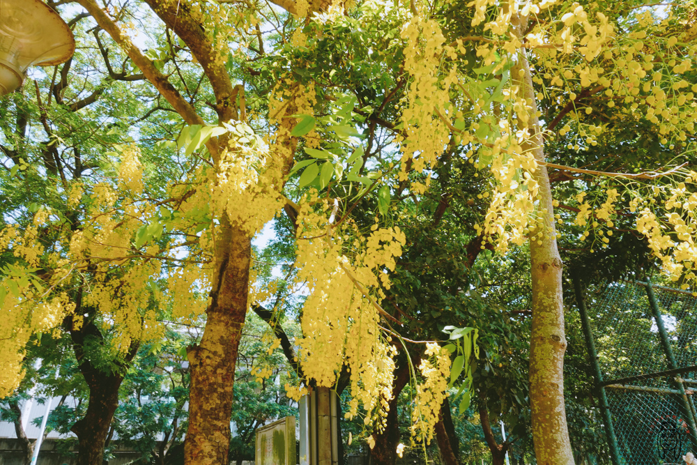 台南花季 新營阿勃勒步道，新營體育公園絕美盛開黃金雨，打卡必拍浪漫美景，快安排台南賞花輕旅行！