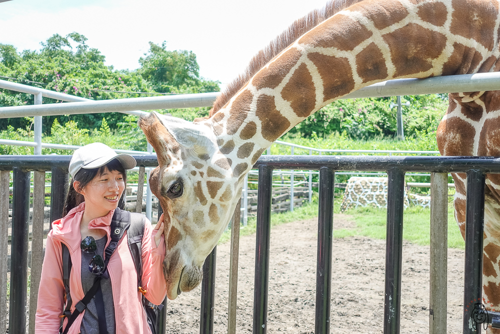 台南一日遊景點 | 學甲頑皮世界野生動物園，可以跟長頸鹿、水豚近距離餵食接觸，安排親子旅遊療癒一下吧！