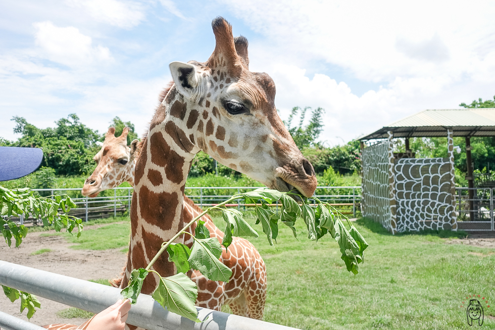 台南一日遊景點 | 學甲頑皮世界野生動物園，可以跟長頸鹿、水豚近距離餵食接觸，安排親子旅遊療癒一下吧！