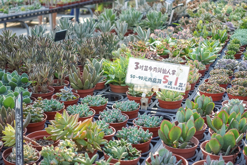 彰化景點｜田尾綠果庭院，多肉控必逛！有少女心乾燥花跟多肉植物、仙人掌，鄰近田尾公路花園喔！
